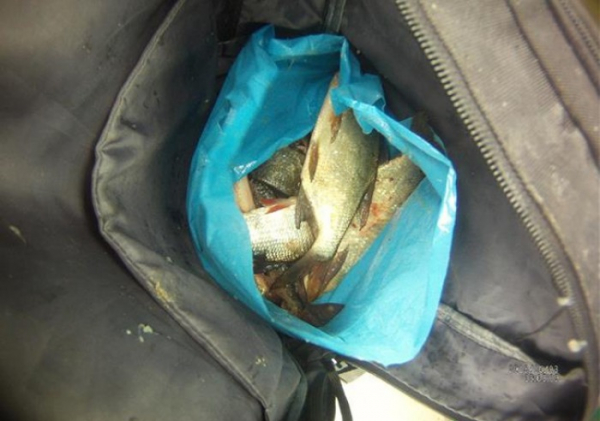 Cizinci chytali ryby z mostu přes Svratku, usvědčil je batoh plný úlovků