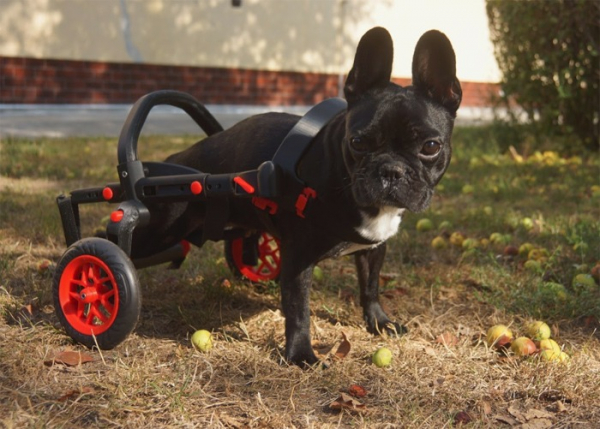 Český startup AnyoneGo uvádí na trh inovovanou verzi invalidního vozíku pro malá psí plemena