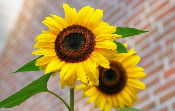 V Brně zasadí slunečnice a upozorní na roztroušenou sklerózu 