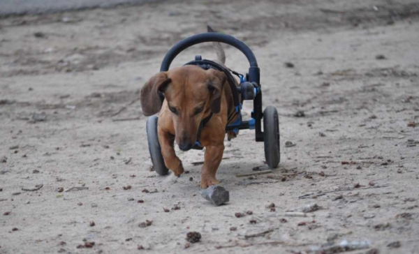 Vozíky pro hendikepované psy AnyoneGo prošly inovací