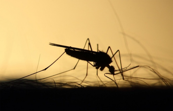Jihomoravský kraj se na invazi komárů předzásobil přípravkem určeným k hubení jejich larev