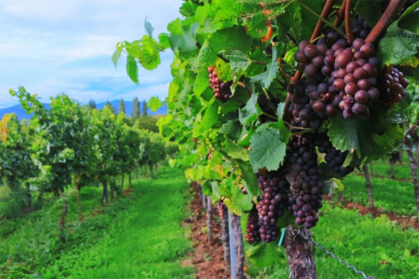 Z vína podpultové zboží? Moravské vinaře děsí potravinové kvóty