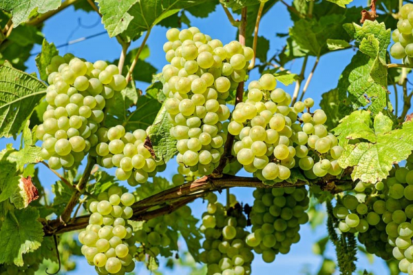 Plocha vinic se rozšířila, počet pěstitelů se snížil o 9%