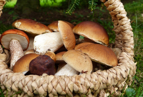 Pozor na houby, jejich úpravu i skladování