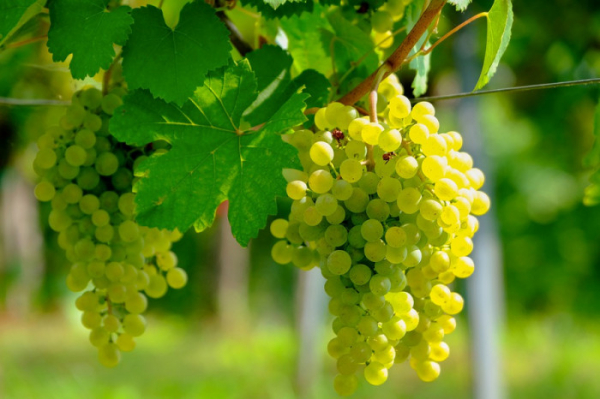 Na jihu Moravy začíná hlavní část vinobraní