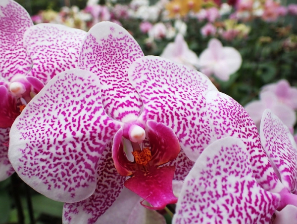 V botanické zahradě Mendelovy univerzity v Brně rozkvetly orchideje