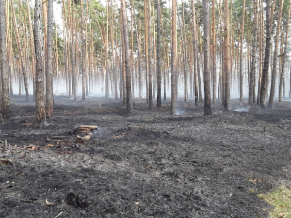 22 jednotek hasičů zasahovalo u požáru lesa na Hodonínsku, škoda je přes 100 tisíc korun