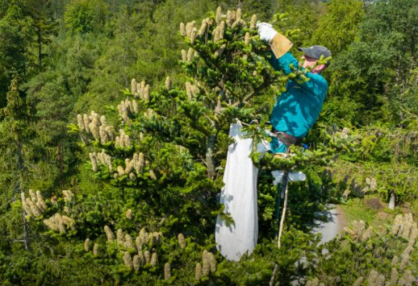 MENDELU: Lesníci letos sbírají šišky, ze semen vypěstují nové stromy