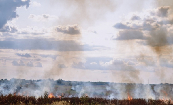 MENDELU: S obnovou půdy po požárech mohou pomoci rostliny