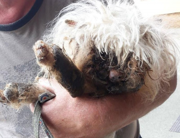 Maltézského psa v zuboženém stavu museli utratit, majitelku čeká pokuta