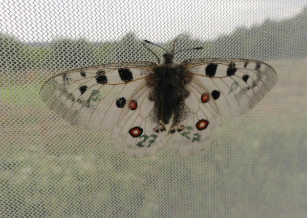 AOPK: Ohrožený motýl jasoň červenooký se vrací do Bílých Karpat