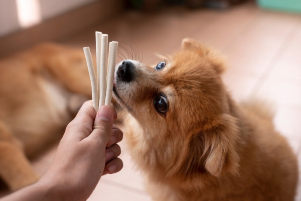Jak se správně starat o zubní hygienu u psů? Pomohou i pamlsky!