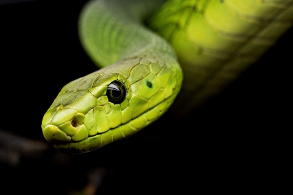 Brno: Ženu na zahradě vylekal jedovatý cizokrajný had