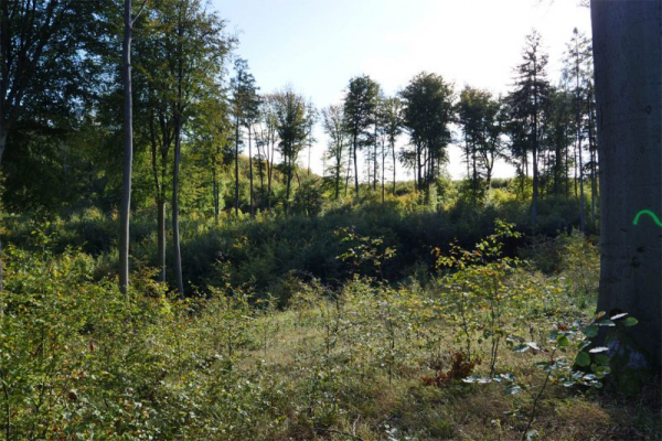 V Ždánickém lese na jižní Moravě porostou původní duby, modříny a buky