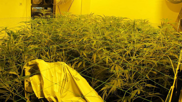 Policisté zadrželi rodinný gang, našli u nich marihuanu za miliony korun