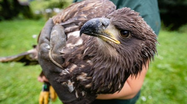 V záchranných stanicích v tomto roce rekordně vzrostl počet orlů mořských